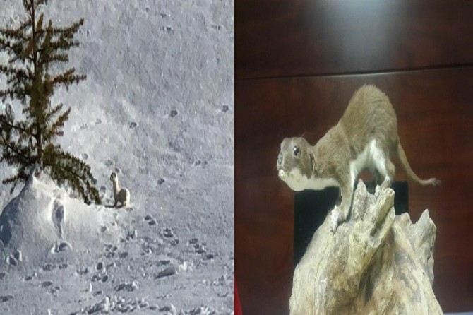 Gelincik ülkemizde ve dünyada oldukça yaygın bir tür