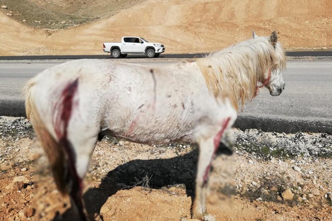 Hasankeyf'te atların ateşli silahla vurulması tepkiye neden oldu