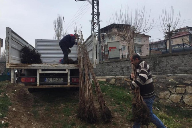 Çiftçilere Trabzon Hurması fidanı dağıtıldı