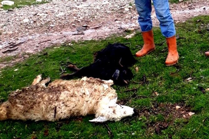 Gercüş’te ani hayvan ölümlerinin önüne geçilemiyor