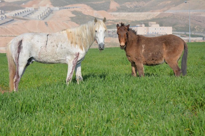 Silahla vurulan at tedavi için Van'a gönderildi