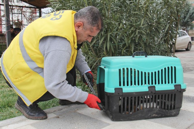 Köpek saldırısına uğrayan kedi korumaya alındı
