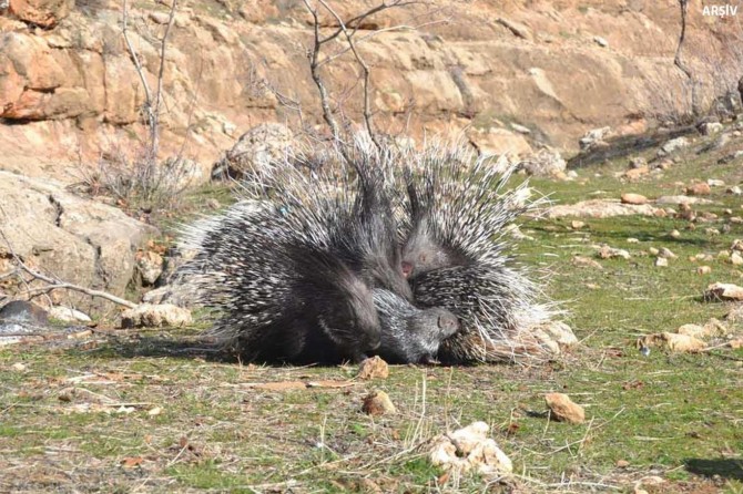 Nesli tükenen oklu kirpiyi öldüren 3 şahıs tutuklandı
