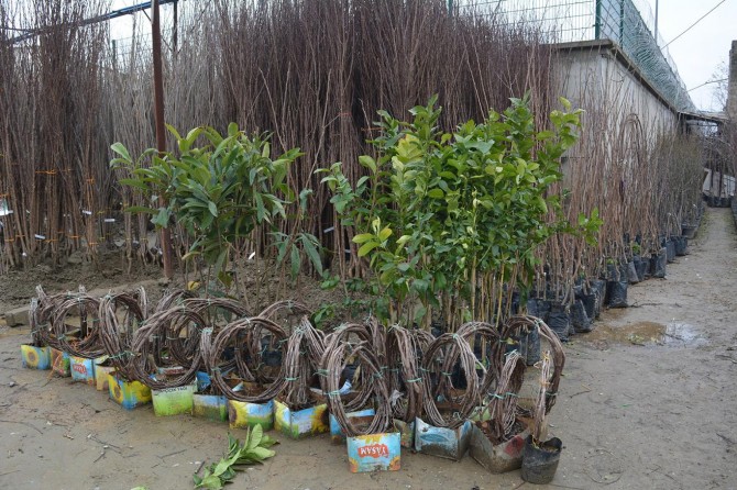 Fidan satışları başladı