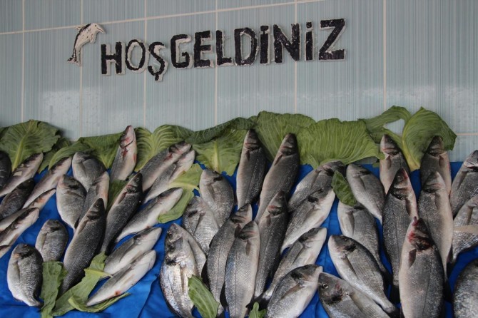 İnci Kefali varlığının sonraki nesillere devamını sağlamak çok önemlidir"