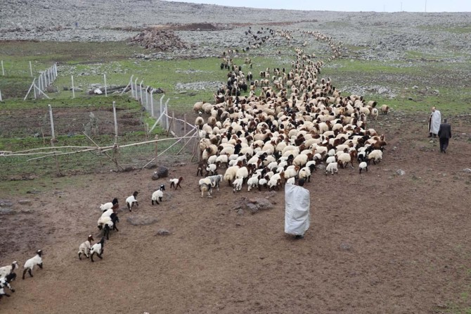 ​Kuzuların anneleriyle buluşma sevinci