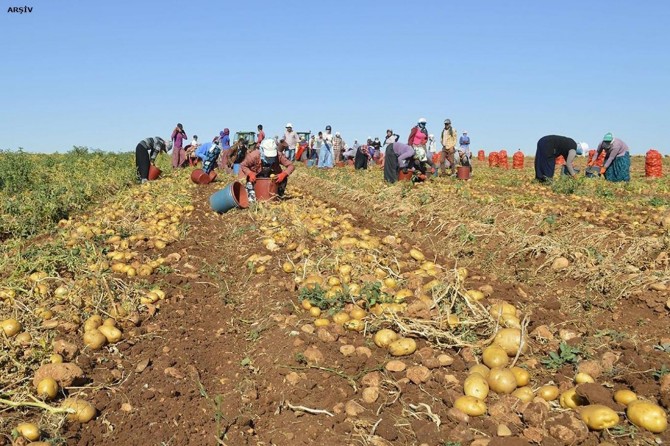 Patates ithalatında gümrük vergisi sıfırlandı