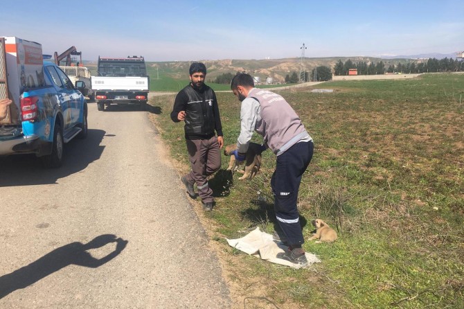 Batman'da terk edilmiş 5 yavru köpek sahiplendi