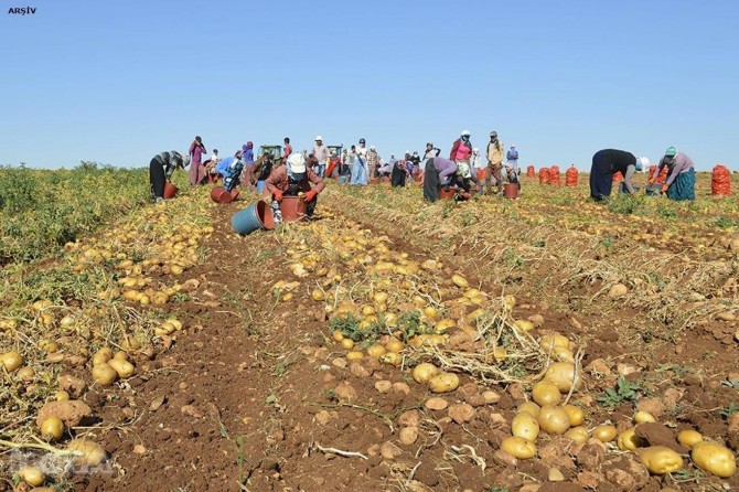 No customs duty on import of potatoes in Turkiye