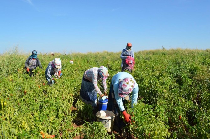 Mevsimlik tarım işçilerinin ücretleri arttı