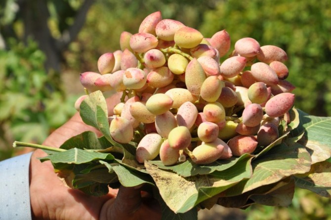 Fıstık üreticileri destek bekliyor