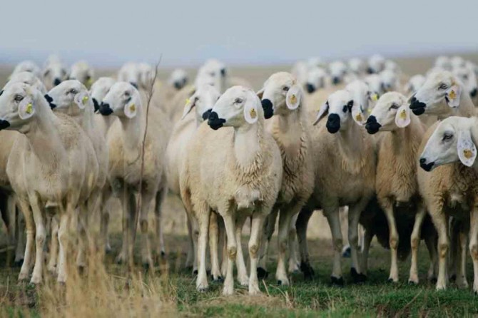 Hibe desteği müracaatları başladı