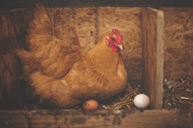 Kümes hayvancılığı üretimi açıklandı