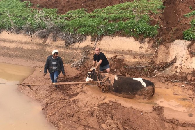Nusaybin'de inek saplandığı çamurdan 5 saat sonra kurtarıldı