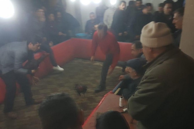 Van'da horoz dövüştüren 49 kişiye 15 bin 680 TL para cezası