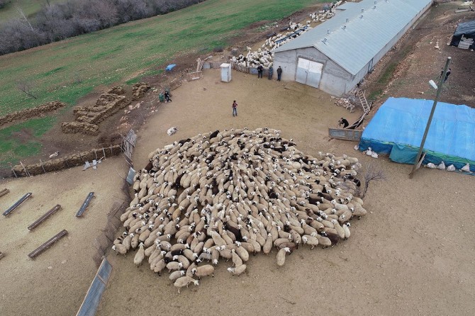 Koyun ve kuzuların birbirini tanıması Allah'ın bir hikmetidir