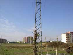 Elektrik Direği İçerisinde Yetişen Ağaç Şaşırtıyor