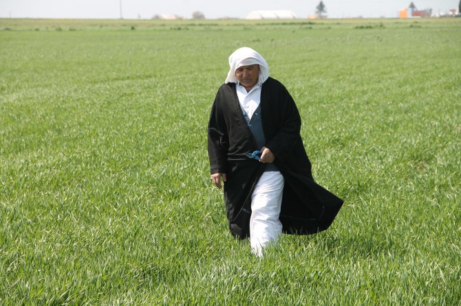 Yağmur Mardinli çiftçilere bereket getirdi