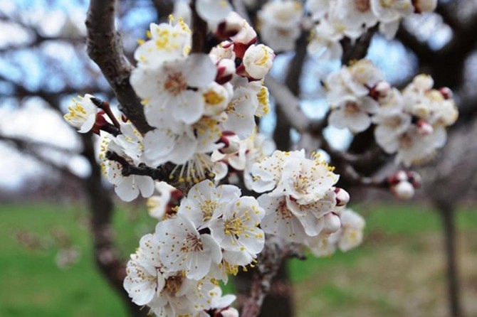 Meteorolojiden çiftçilere zirai don uyarısı