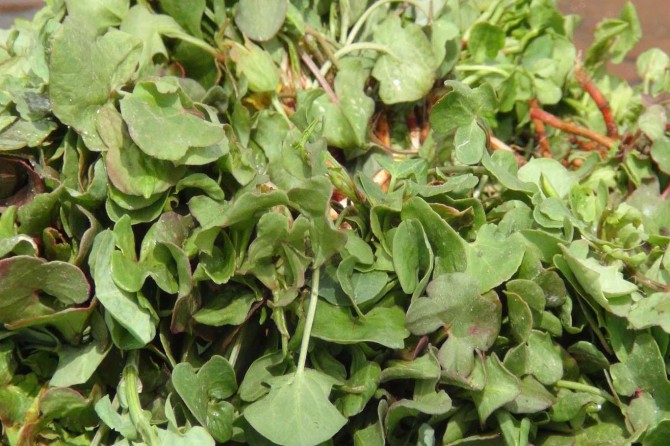 Kuzu Kulağı tezgâhlarda yerini almaya başladı