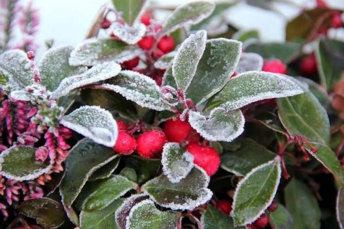 Meteoroloji'den zirai don uyarısı