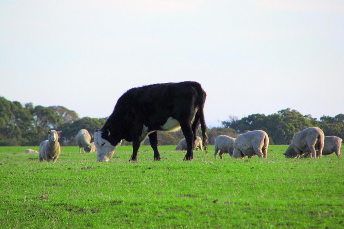 Hayvansal ürün üretim değeri 2018'de arttı
