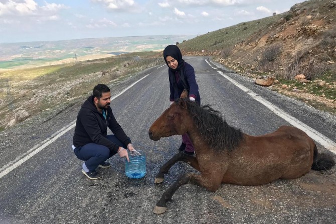 Düşüp ayağı kırılan at düşük yaptı