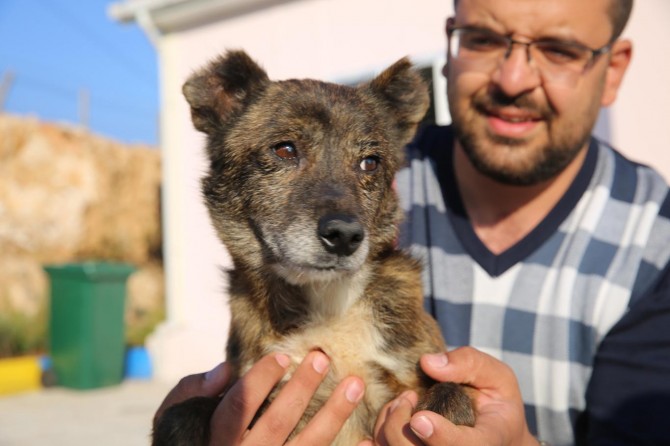 Türkiye'de ilk defa bir köpeğe katarakt ameliyatı yapıldı