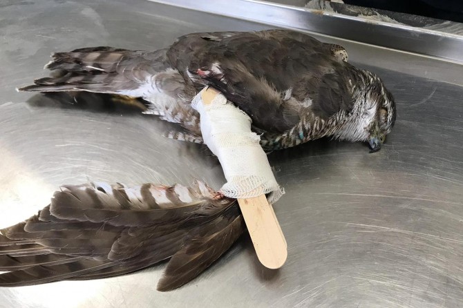 Batman'da yaralı atmacanın kanadına platin takıldı