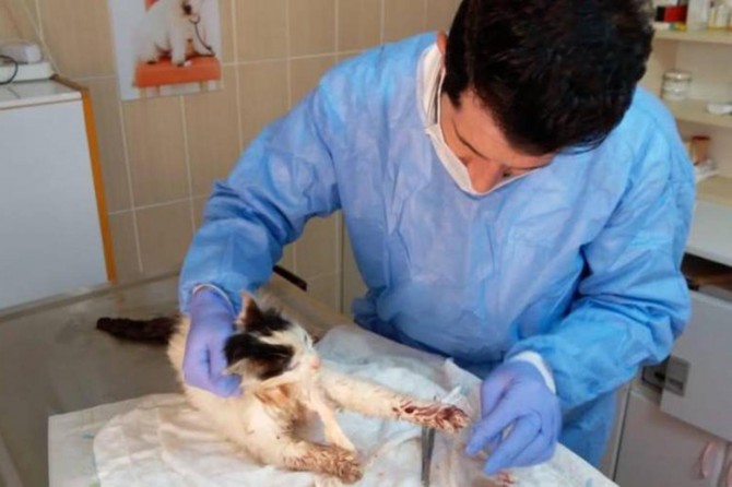 Adıyaman'da kaza sonucu yaralanan kedi tedavi edildi
