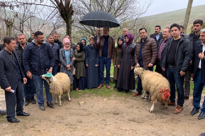 66 çiftçiye 1 milyon 980 bin TL değerinde küçükbaş hayvan dağıtıldı