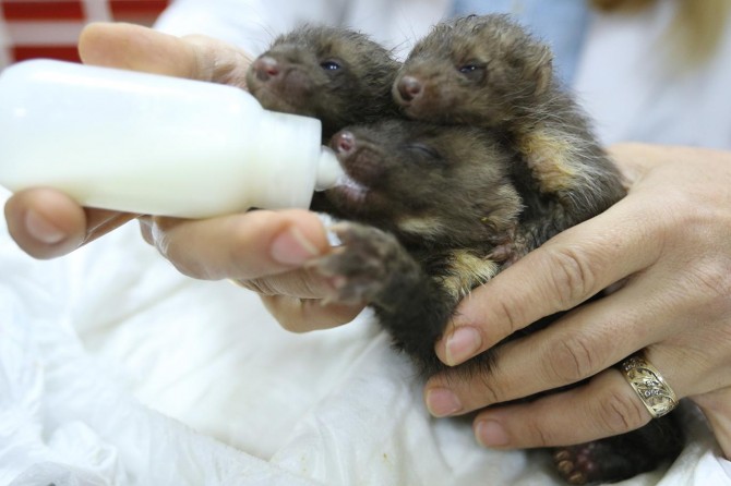 Enkazdan çıkarılan yavru sansarlara özel bakım