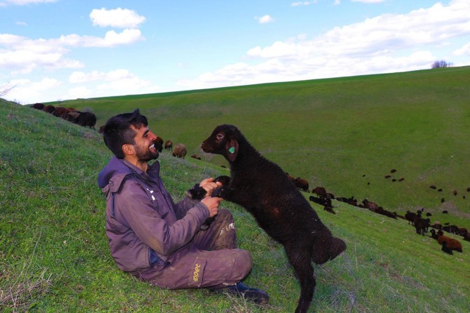 ​Bingölde hayvan yetiştiricilerinin bahar sevinci