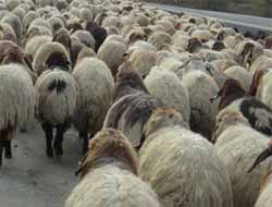 Koyunlarını Otlatmaya Götürdü Bir Daha Dönmedi