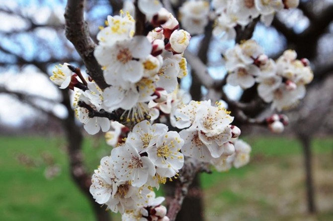 Meteorolojiden zirai don tehlikesi uyarısı
