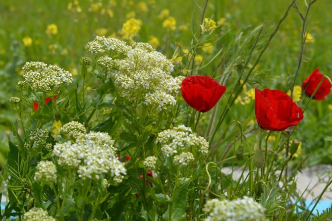 Gercüş flora ile süslendi