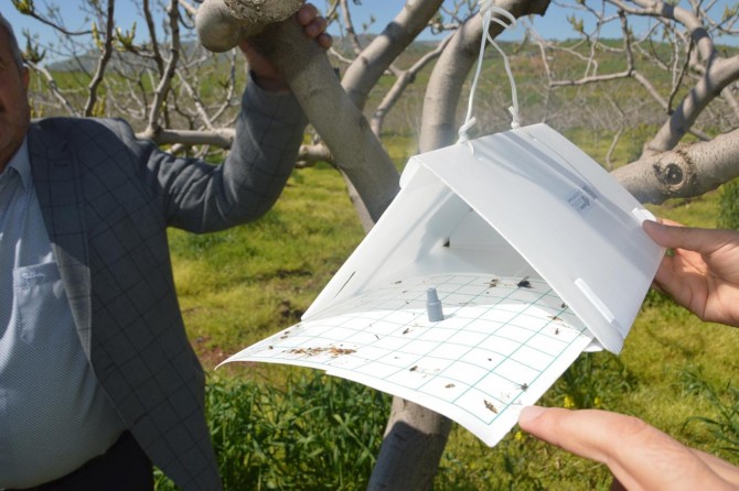 Siirt fıstığı zararlısına karşı biyolojik mücadele