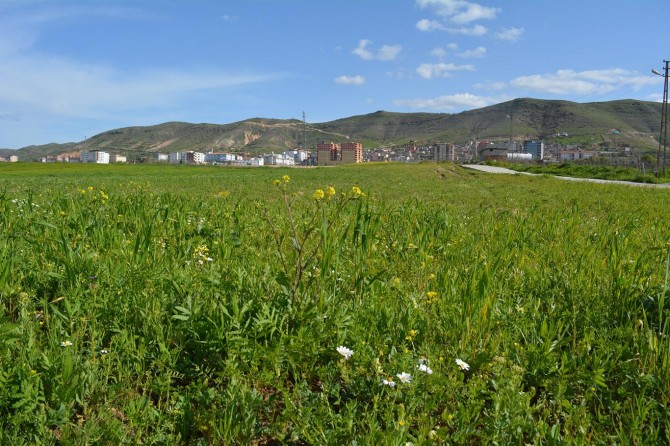 Aşırı yağışlardan dolayı hububat ekemeyen çiftçiler bostana yönelecek