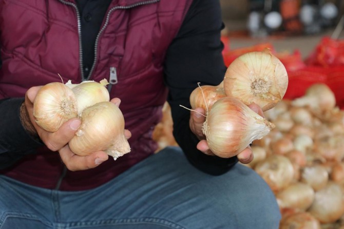Çukurova bölgesinde hasadın başlamasıyla soğan fiyatları düşmeye başladı