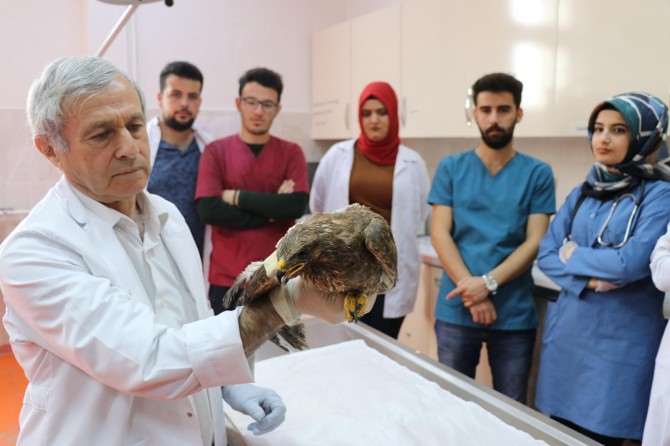 35 yıldır aynı yöntemle vahşi kanatlı hayvanları tedavi ediyor