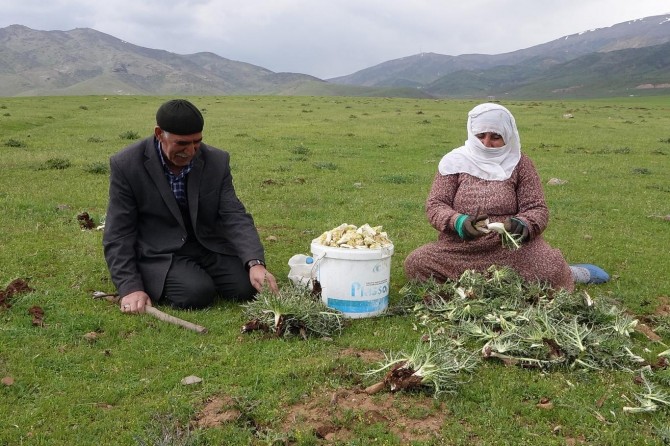 Kadınlar dağlardan kenger topluyor