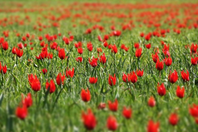 Bingöl Ovası'nda laleler göz kamaştırıyor