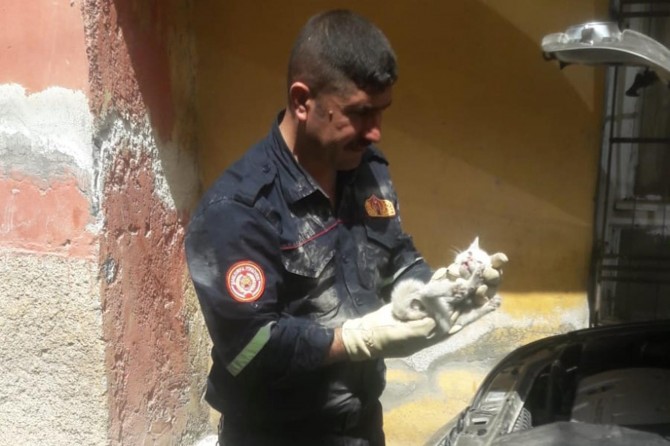 Şanlıurfa'da otomobilin motor kısmına giren kedi kurtarıldı