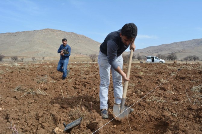 Siirt'te fıstık üreticilerine Karazenk hastalığı uyarısı