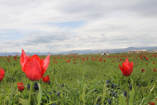 Laleler Muş Ovasına renk kattı
