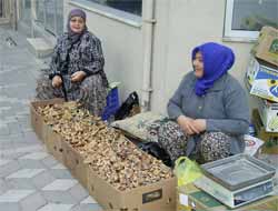 Zehirli Mantara Dikkat