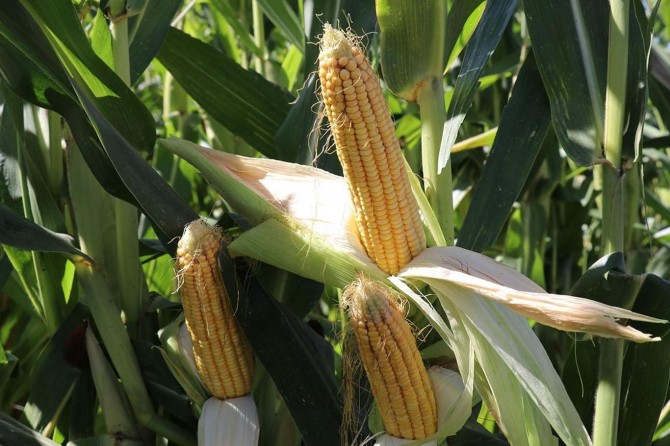 Eksik tarım politikaları çiftçiyi soğutuyor