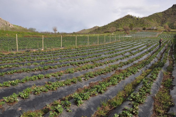 Çiftçilerimiz mutlu değil