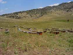 Havalar Soğudu Arıcılar Sıcak Yerlere Yerleşti (Foto)