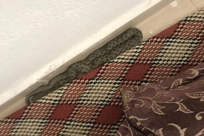 Mardin Nusaybin'de eve giren yılan korkuya neden oldu video